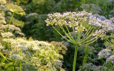 Antidote Plants That Grow Near Poisonous Ones