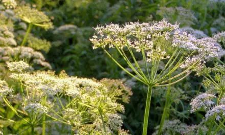 Antidote Plants That Grow Near Poisonous Ones