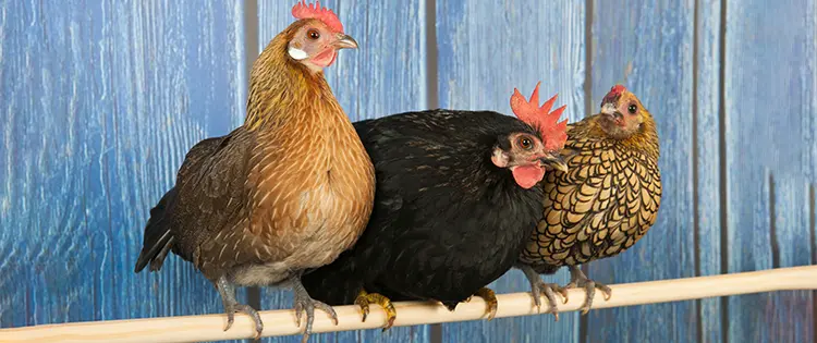 This Is Why You Should Raise Bantam Chicken