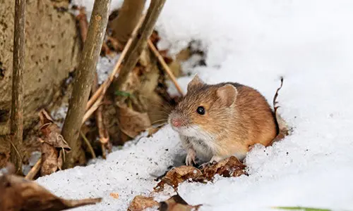 common winter mistakes