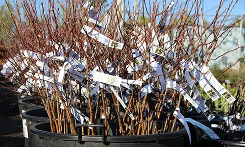 extra homestead income