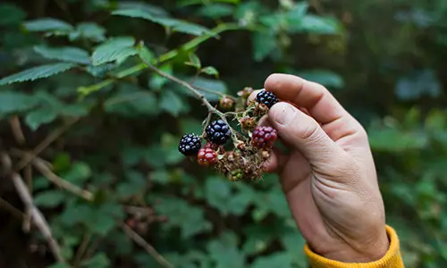 7 Projects That Turn You Into A Self-Sufficient Homesteader