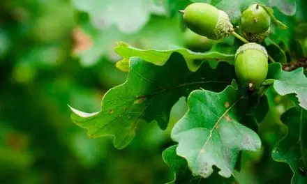 Ingenious Substitutes For Toilet Paper