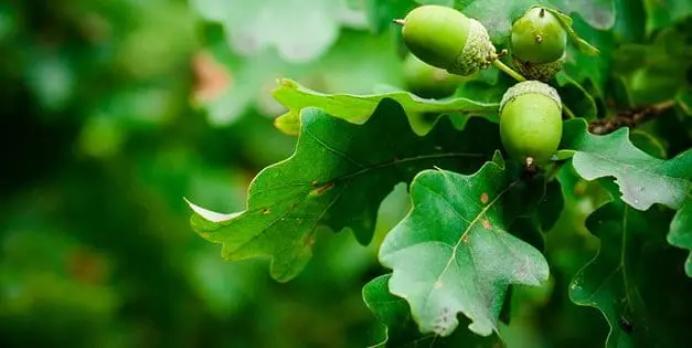 Ingenious Substitutes For Toilet Paper