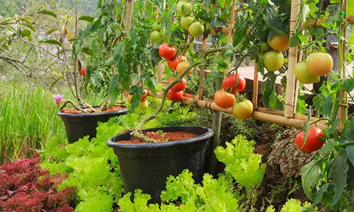 homestead vs prepping