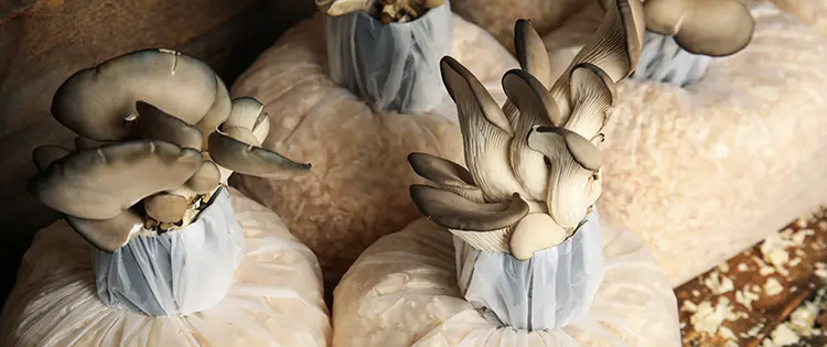 How To Grow Food From Sawdust Blocks