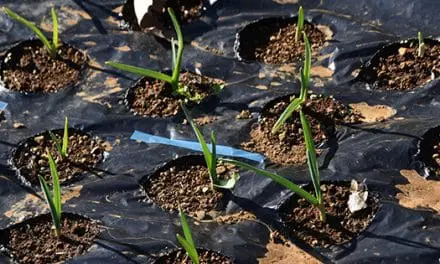 Veggies You Only Plant Once And Harvest Forever