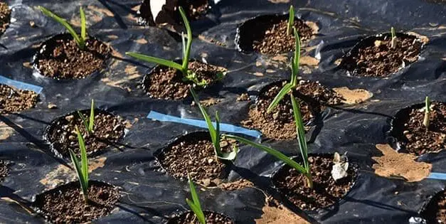 Veggies You Only Plant Once And Harvest Forever