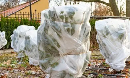 Cold-Weather Crops Care