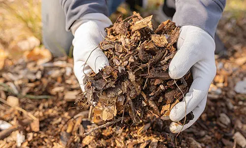 cold weather crops care