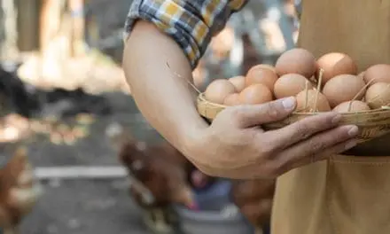 Do This For Your Chickens So They Lay More Eggs