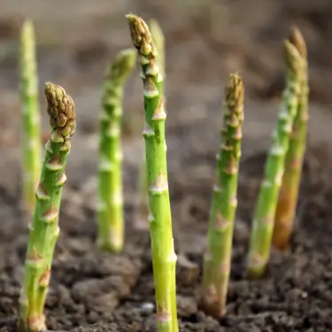 asparagus poking out of the ground