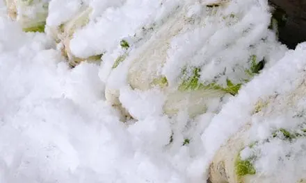 What Happens If You Bury A Cabbage Over Winter?