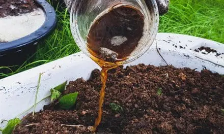 I Used Beer In My Gardening Routine