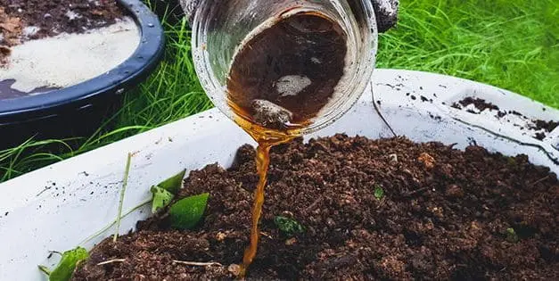 I Used Beer In My Gardening Routine