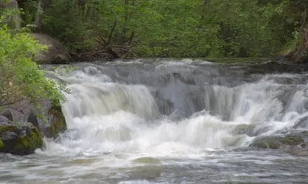 Important Things I Wish I Knew Before I Started Homesteading