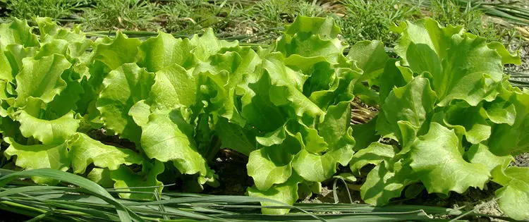 This Is Why You Should Grow Living Mulch In Your Garden