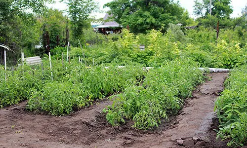 seeds for the upcoming crisis