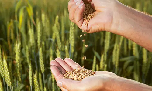 seeds for the upcoming crisis