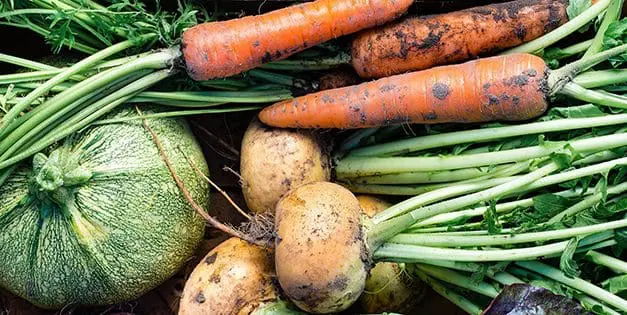 Survival Foods You Need To Grow Now