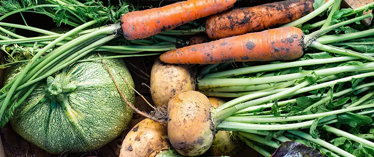 Survival Foods You Need To Grow Now