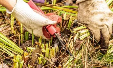 What To Do In Your Garden Right Now