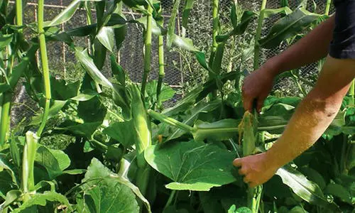 12 Plants You Should Grow Together