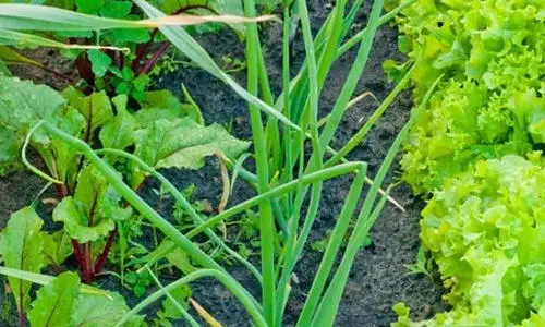 12 Plants You Should Grow Together