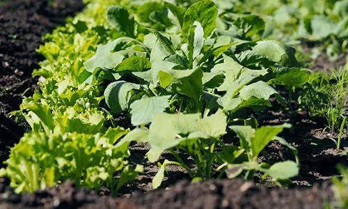 12 Plants You Should Grow Together