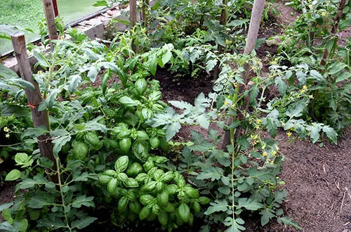 12 Plants You Should Grow Together