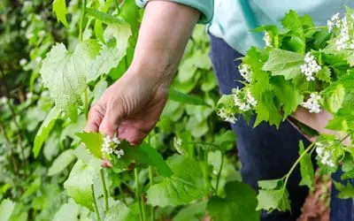 Survival Foods You Need To Forage This Spring