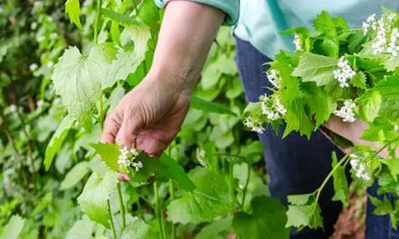 Survival Foods You Need To Forage This Spring