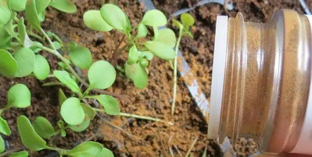 What Happens If You Sprinkle Cinnamon In Your Garden