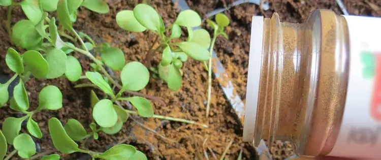 What Happens If You Sprinkle Cinnamon In Your Garden