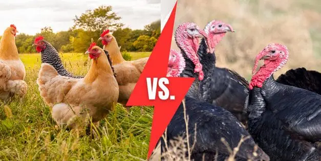 Chickens vs Turkeys