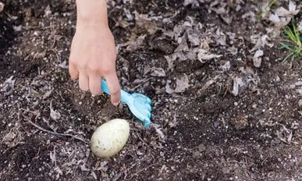 What Happens If You Plant An Egg In Your Garden