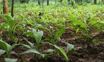 The Super Plant You Should Grow In Your Backyard