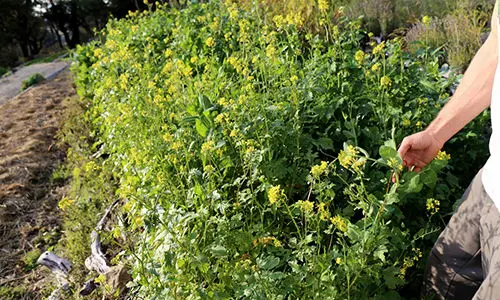 things to bury in your garden