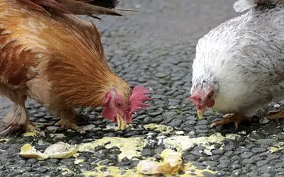 Why Are My Chickens Eating Their Own Eggs?