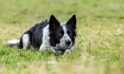 working dogs to avoid
