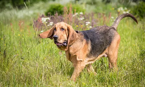 working dogs to avoid