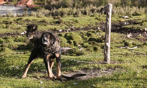 working dogs to avoid