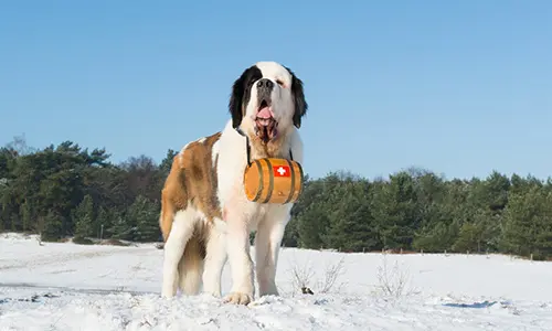 working dogs to avoid