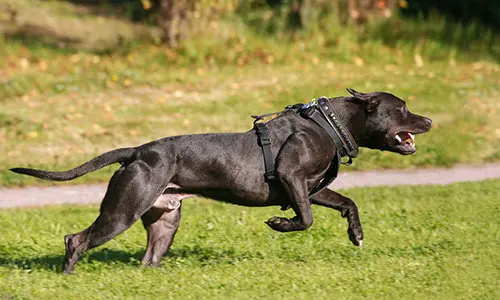 working dogs to avoid