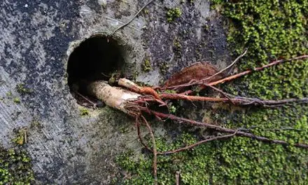 You Should Never Plant This Near Your House