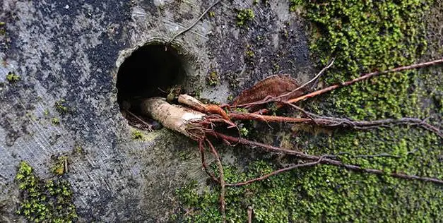 You Should Never Plant This Near Your House