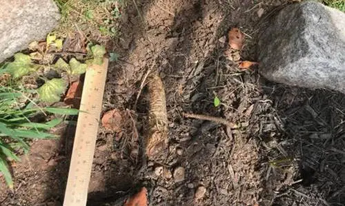 You Should Never Plant This Near Your House