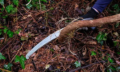 You Should Never Plant This Near Your House