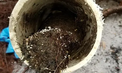 You Should Never Plant This Near Your House