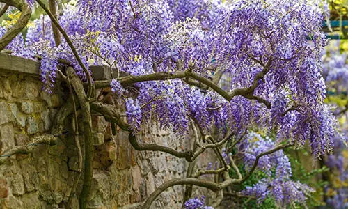 You Should Never Plant This Near Your House